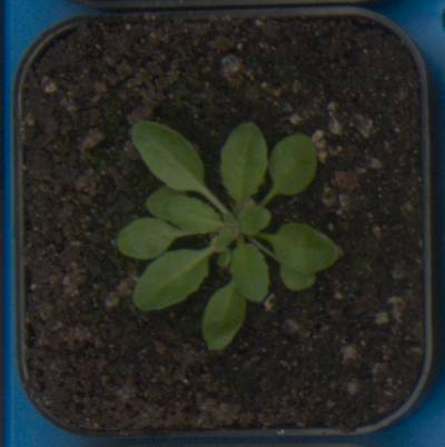 Sample image from Plant Growth Segmentation