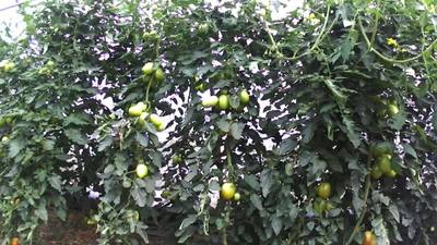 Sample image from AgRobTomato Dataset