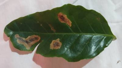 Sample image from Rust and Leaf Miner in Coffee Crop