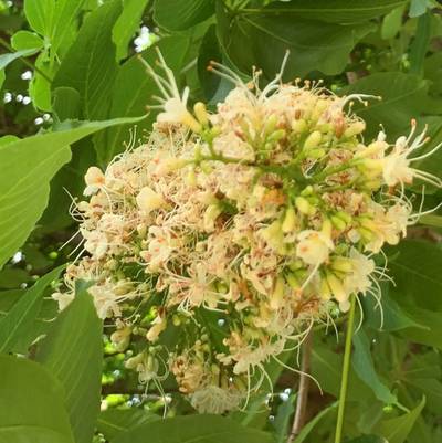 Sample image from Urban Street: Flower Classification