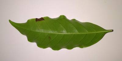 Sample image from Coffee Leaf Biotic Stress