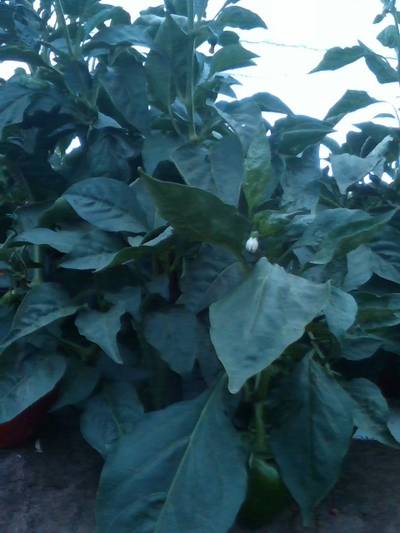 Sample image from QHDF