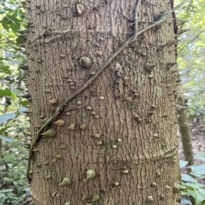 Sample image from Tree Binary Segmentation