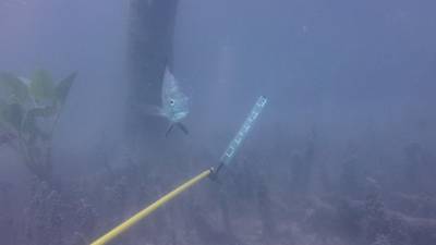 Sample image from DeepFish
