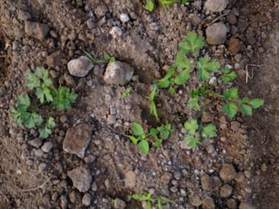 Sample image from Carrot-Weed