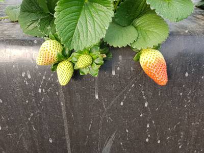 Sample image from StrawDI_Db1
