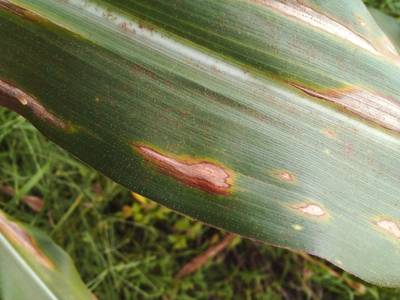 Sample image from Makerere University Maize