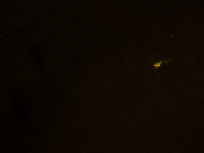 Sample image from Fluorescent Neuronal Cells
