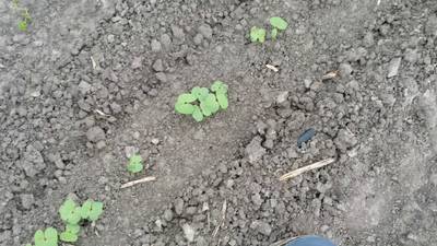Sample image from DeepSeedling