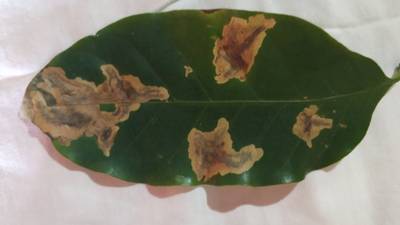 Sample image from Rust and Leaf Miner in Coffee Crop