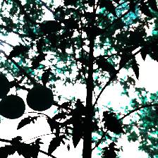 Sample image from Synthetic Plants