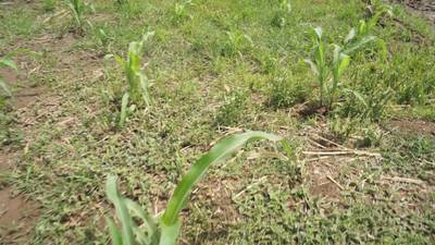 Sample image from Maize-Weed Image