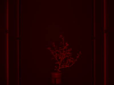 Sample image from CosegPP