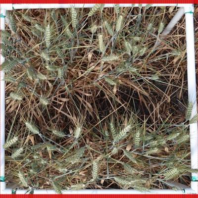 Sample image from GWHD 2021
