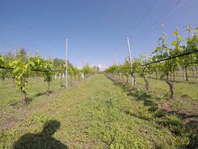 Sample image from Vineyard Rows