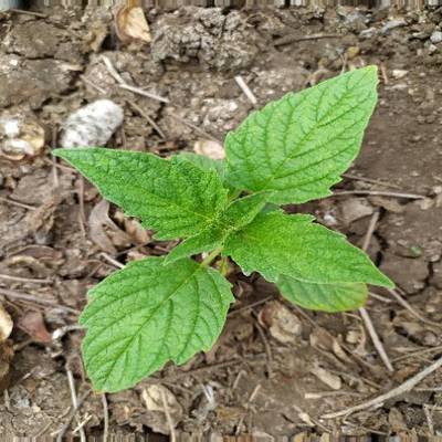 Sample image from Crop and Weed Detection