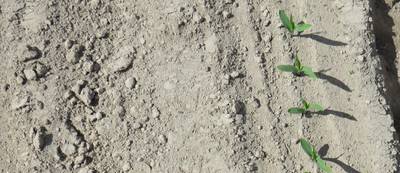 Sample image from WeedMaize