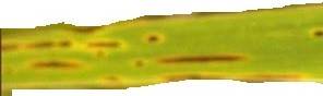 Sample image from Rice Disease