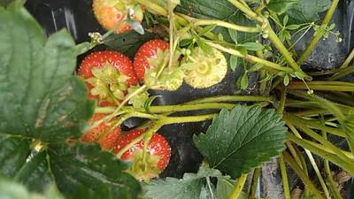 Sample image from Strawberry Dataset for Object Detection