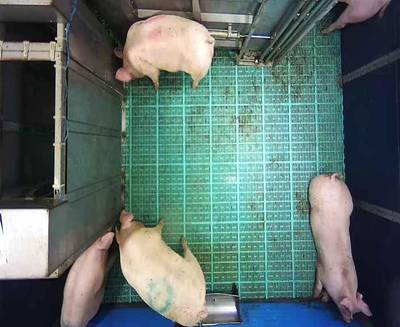 Sample image from Automatic Monitoring of Pigs