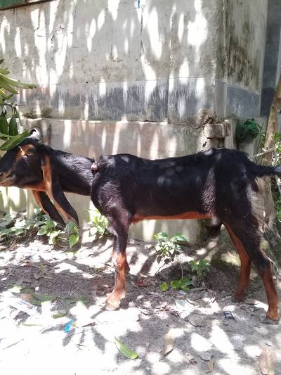 Sample image from Goat Image