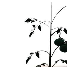 Sample image from Synthetic Plants
