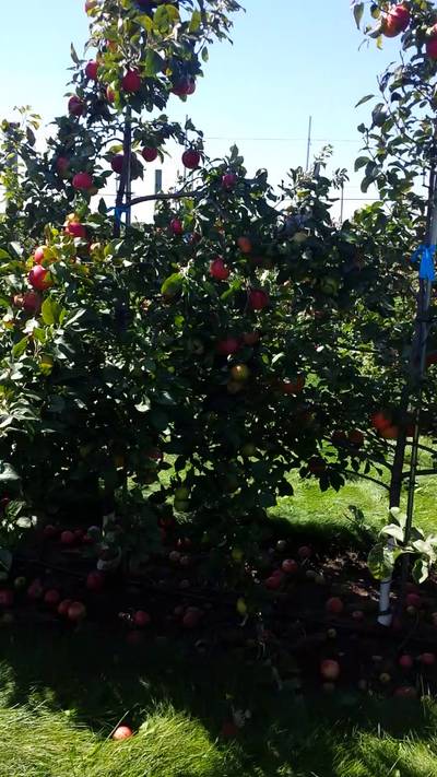 Sample image from MinneApple