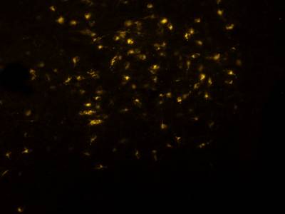 Sample image from Fluorescent Neuronal Cells