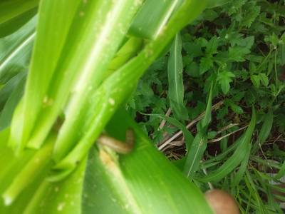 Sample image from KaraAgro AI Maize