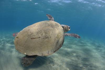 Sample image from Sea Turtle 2022