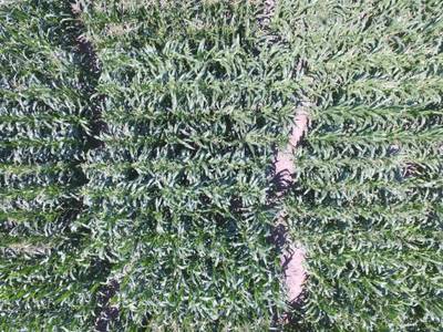 Sample image from Maize Tassel Detection