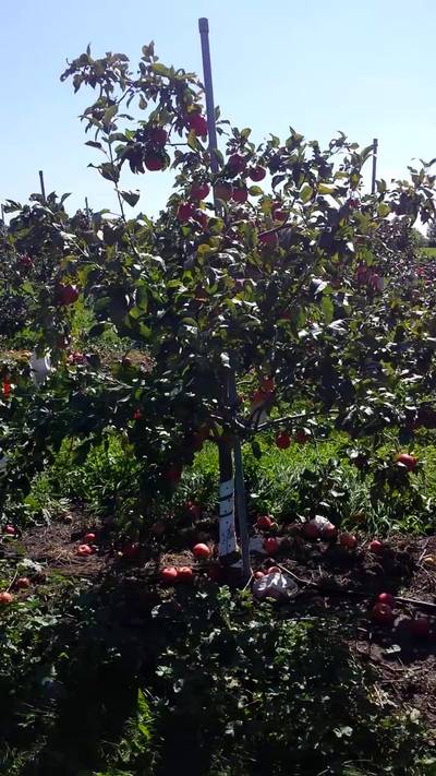 Sample image from MinneApple