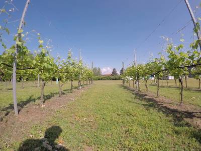 Sample image from Vineyard Rows