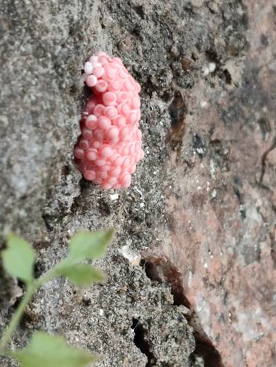Sample image from Pink-Eggs Dataset V1