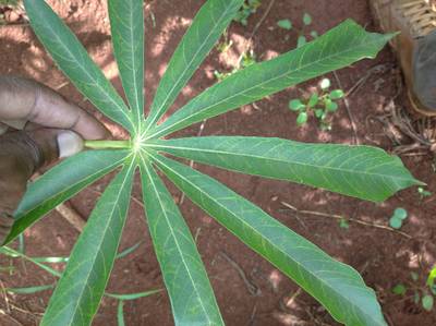 Sample image from Makerere University Cassava