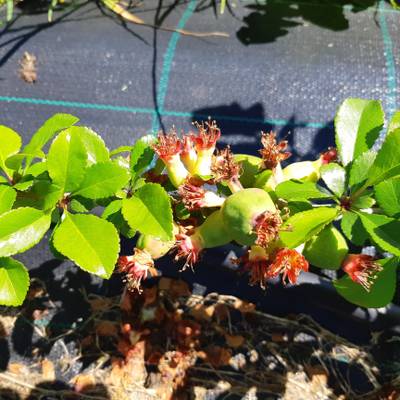 Sample image from QuinceSet
