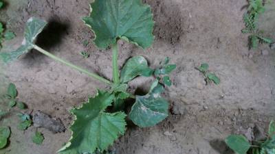 Sample image from Dataset of Annotated Food Crops and Weed Images