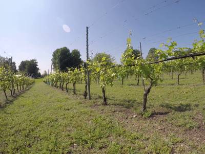 Sample image from Vineyard Rows