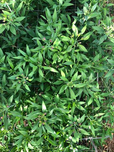 Sample image from morado_5may