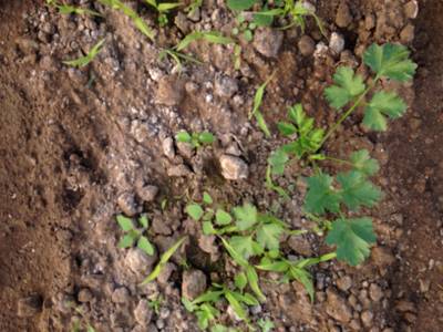 Sample image from Carrot-Weed