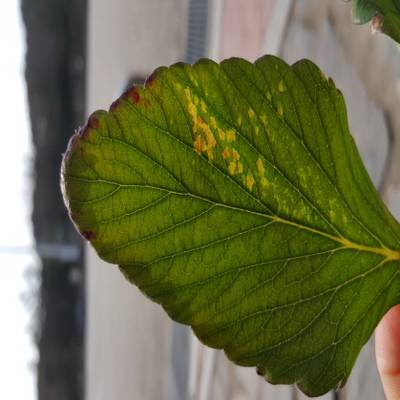 Sample image from Strawberry Disease Detection