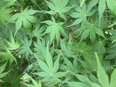 Sample image from Urban Street: Leaf Classification