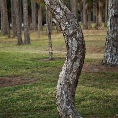 Sample image from Tree Binary Segmentation
