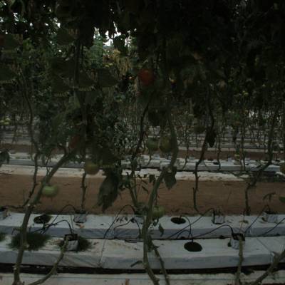 Sample image from tomatOD