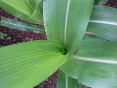 Sample image from Corn Leaf Infection