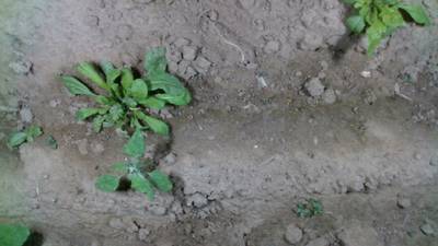 Sample image from Dataset of Annotated Food Crops and Weed Images