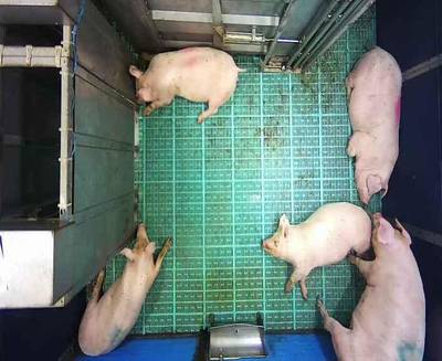 Sample image from Automatic Monitoring of Pigs