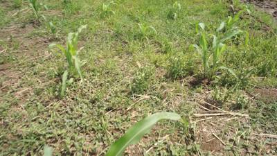 Sample image from Maize-Weed Image