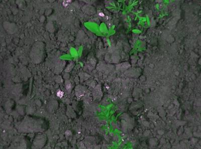 Sample image from CWFID