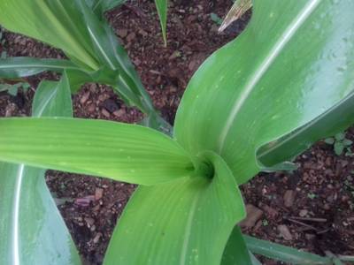 Sample image from Corn Leaf Infection
